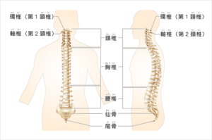 背骨（脊椎）の構造